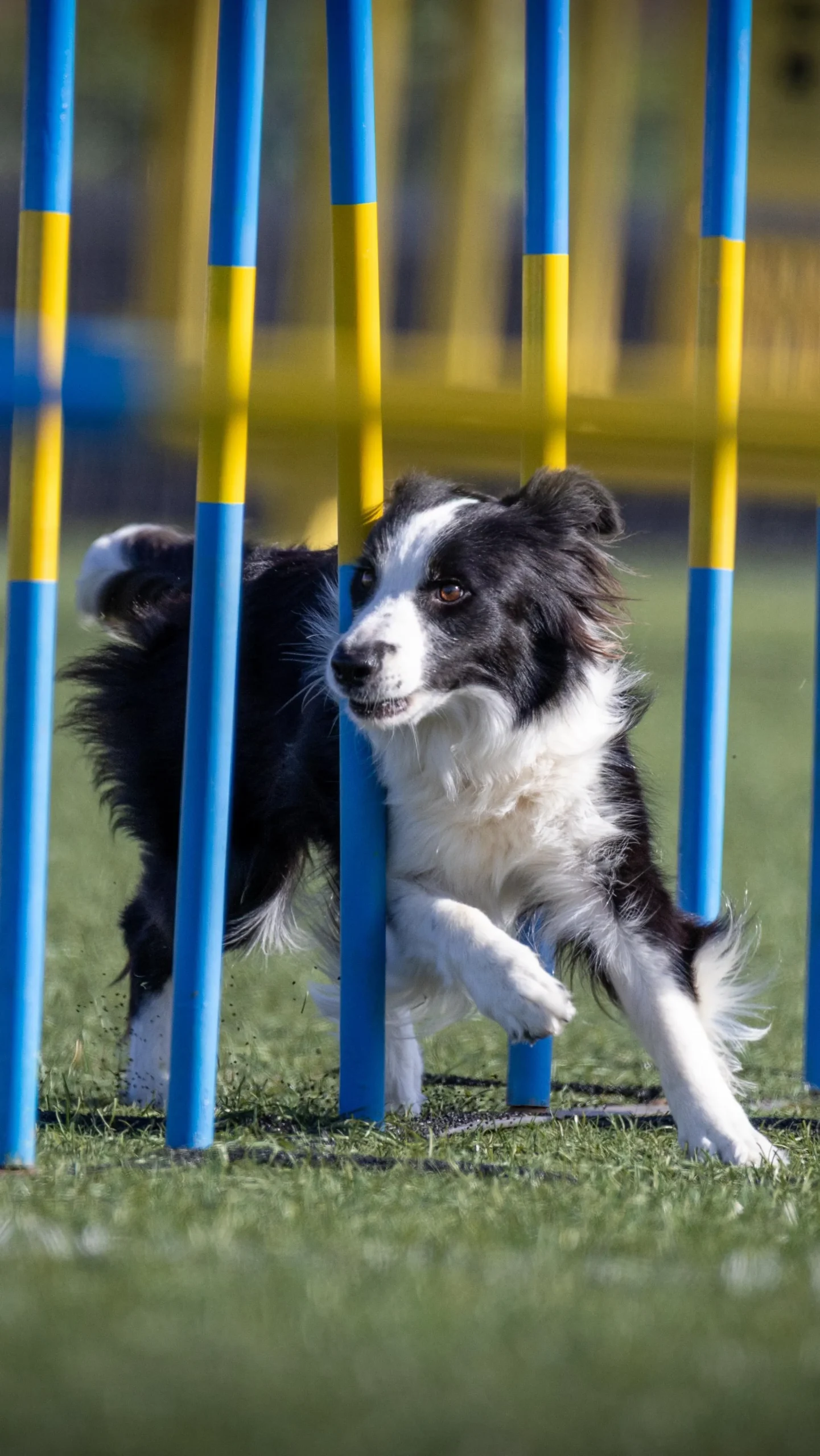 Agile border collie weaving through blue and yellow agility poles.