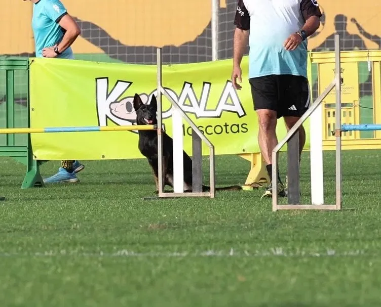 Black German Shepherd dog at agility course fence jump training