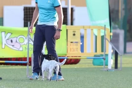 Man with dog at agility training course