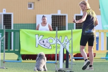 Woman training a poodle dog for agility competition