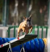 Belgian Malinois dog leaping over an agility jump during a competition